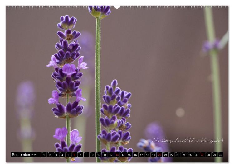 Produktbild: Zierbilder der Natur BLUMEN (Wandkalender 2026 DIN A2 quer), CALVENDO Monatskalender