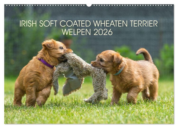 Produktbild: IRISH SOFT COATED WHEATEN TERRIER WELPEN 2026 (Wandkalender 2026 DIN A2 quer), CALVENDO Monatskalender