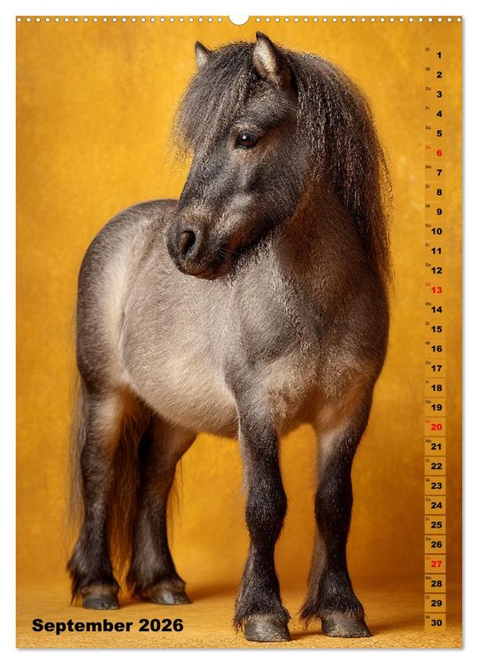 Produktbild: Das Leben ist ein Ponyhof - Zwergponys im Studiolicht (hochwertiger Premium Wandkalender 2026 DIN A2 hoch), Kunstdruck in Hochglanz