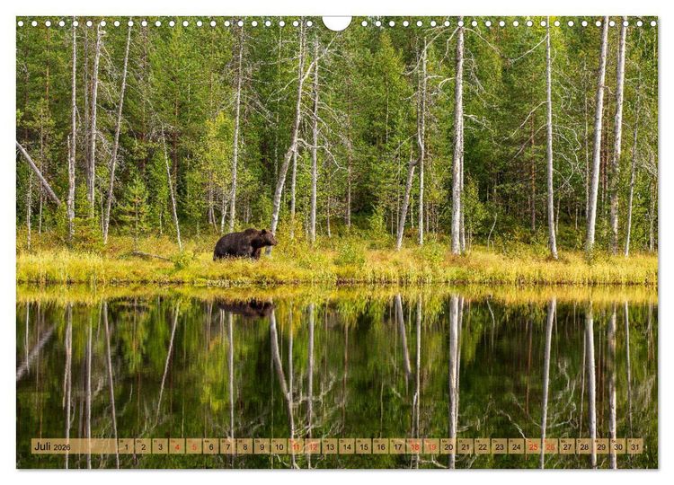 Produktbild: Wildes Finnland (Wandkalender 2026 DIN A3 quer), CALVENDO Monatskalender