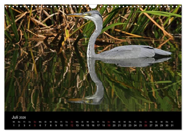 Produktbild: Aus dem Leben der Graureiher (Wandkalender 2026 DIN A3 quer), CALVENDO Monatskalender
