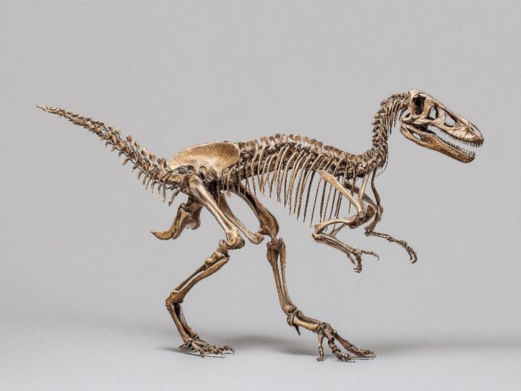 Produktbild: CALVENDO Puzzle Dinosaurier Velociraptor-Skelett - kleiner Raubsaurier mit langen Krallen | 1000 Teile Lege-Gr&ouml;&szlig;e 64x48cm Foto-Puzzle f&uuml;r gl&uuml;ckliche S