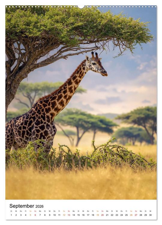 Produktbild: Giraffen - die Welt von oben betrachtet (hochwertiger Premium Wandkalender 2026 DIN A2 hoch), Kunstdruck in Hochglanz