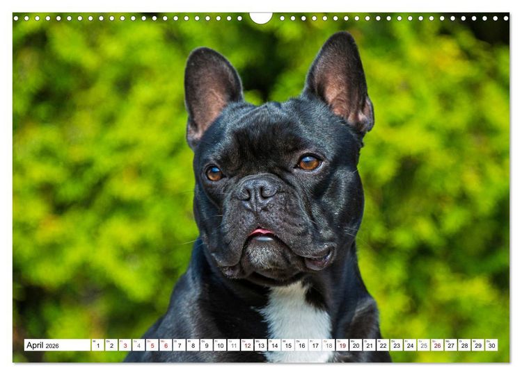 Produktbild: Kleiner Kobold Franz&ouml;sische Bulldogge (Wandkalender 2026 DIN A3 quer), CALVENDO Monatskalender