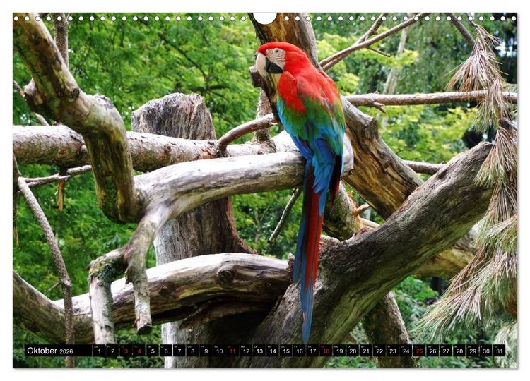 Produktbild: Papageien. Bunt, laut und klug (Wandkalender 2026 DIN A3 quer), CALVENDO Monatskalender