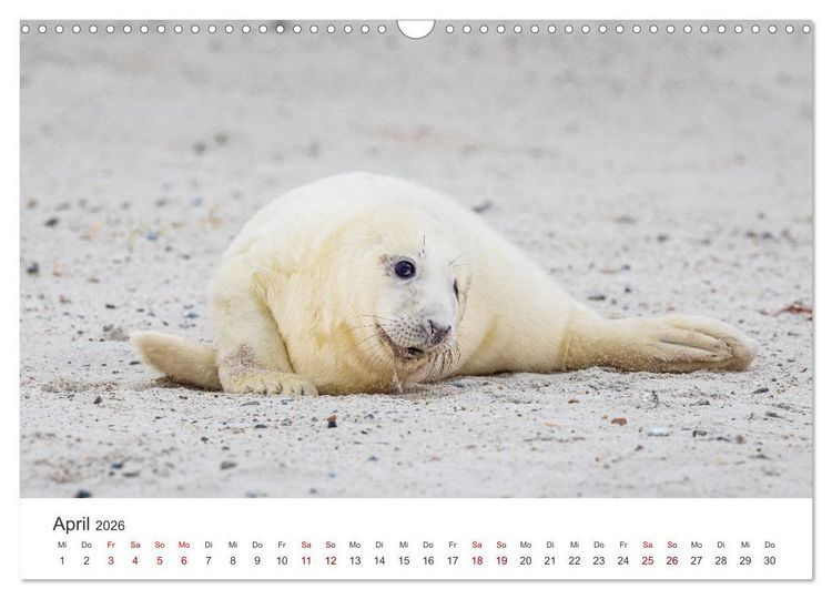 Produktbild: Junge Kegelrobben (Wandkalender 2026 DIN A3 quer), CALVENDO Monatskalender