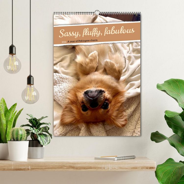Produktbild: Sassy, fluffy, fabulous &ndash; A year of Pekingese charm (Wall Calendar 2026 DIN A2 portrait), CALVENDO 12 Month Wall Calendar