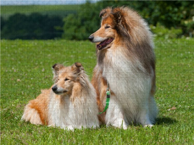 Produktbild: CALVENDO Puzzle Collie - R&uuml;de und H&uuml;ndin 1000 Teile Lege-Gr&ouml;&szlig;e 64 x 48 cm Foto-Puzzle Bild von Sigrid Starick