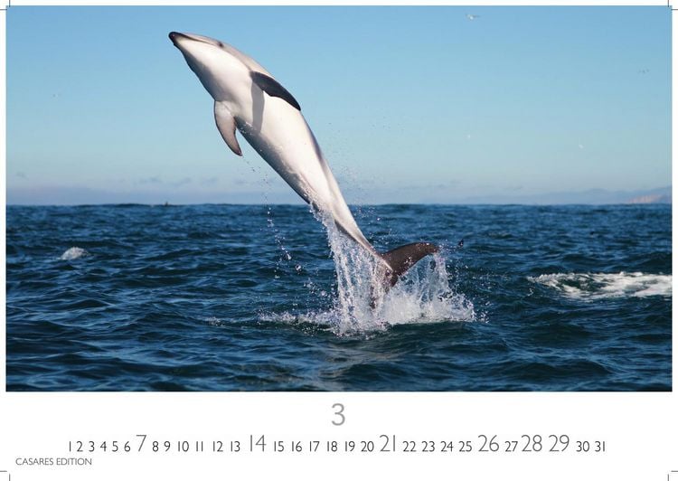 Produktbild: Wale und Delfine Kalender 2027 &ndash; Wandkalender | Fotokalender Tierkalender 35x50cm Grosses Format - Hochwertige Fotografien von Walen und Delfinen, die jeden Monat begeistern.