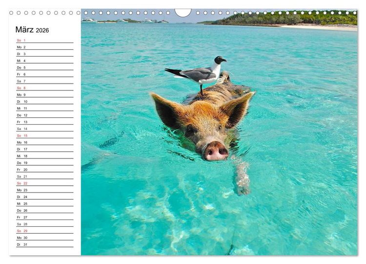 Produktbild: Schwimmende Schweine (Wandkalender 2026 DIN A3 quer), CALVENDO Monatskalender