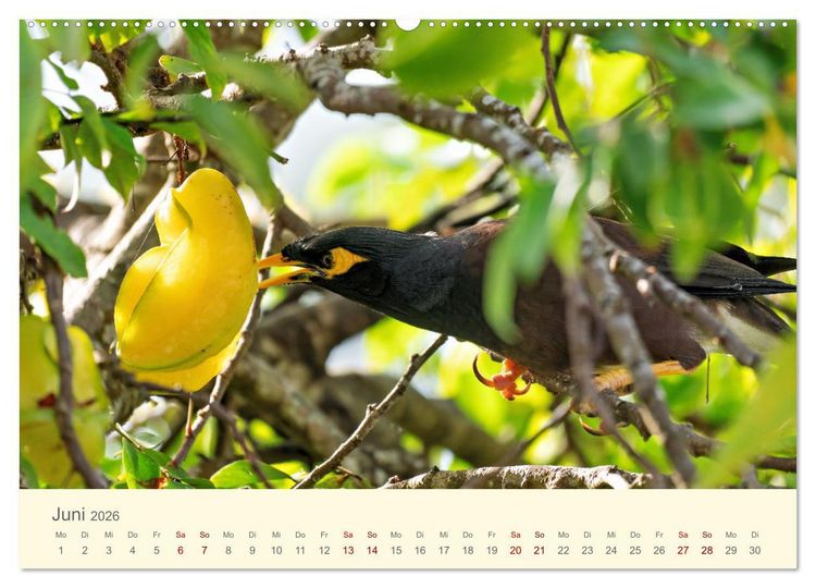 Produktbild: Traumhafte Seychellen (hochwertiger Premium Wandkalender 2026 DIN A2 quer), Kunstdruck in Hochglanz