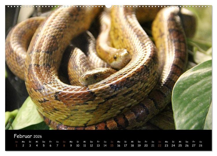Produktbild: Reptilien 2026 (hochwertiger Premium Wandkalender 2026 DIN A2 quer), Kunstdruck in Hochglanz