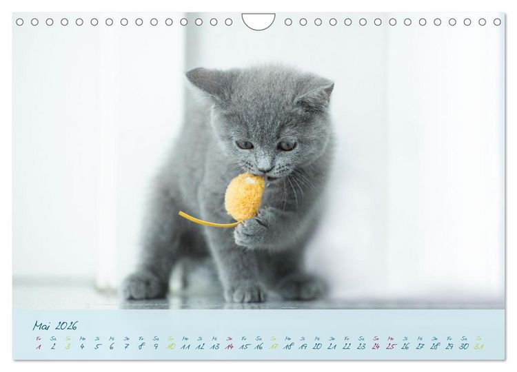 Produktbild: Ein kleiner Kater entdeckt die Welt! (Wandkalender 2026 DIN A4 quer), CALVENDO Monatskalender