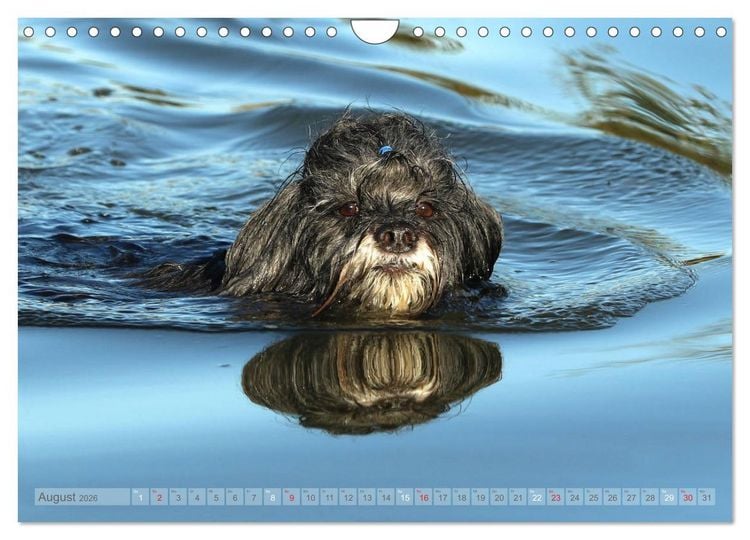 Produktbild: Tibet Terrier Theo (Wandkalender 2026 DIN A4 quer), CALVENDO Monatskalender