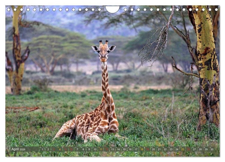 Produktbild: Giraffen - Sanftheit und Anmut (Wandkalender 2026 DIN A4 quer), CALVENDO Monatskalender
