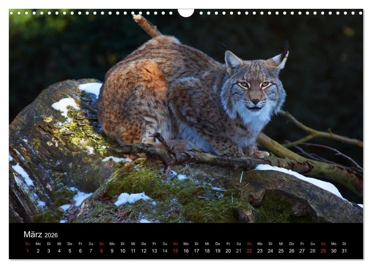 Produktbild: Der Luchs (Wandkalender 2026 DIN A3 quer), CALVENDO Monatskalender