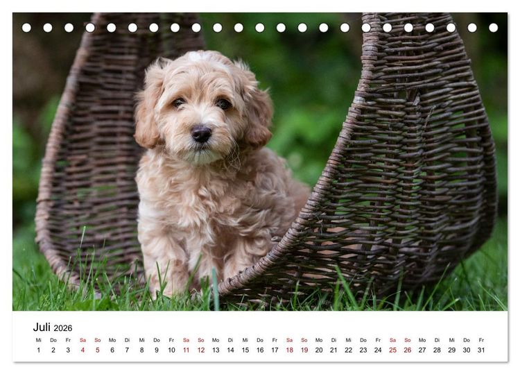 Produktbild: Maltipoo Welpen (Tischkalender 2026 DIN A5 quer), CALVENDO Monatskalender