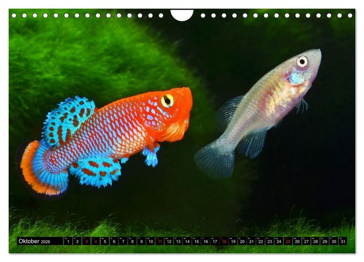 Produktbild: Killifische &ndash; Bunte Fische Afrikas (Wandkalender 2026 DIN A4 quer), CALVENDO Monatskalender