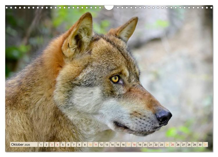 Produktbild: Wolf - Imposanter J&auml;ger (Wandkalender 2026 DIN A3 quer), CALVENDO Monatskalender