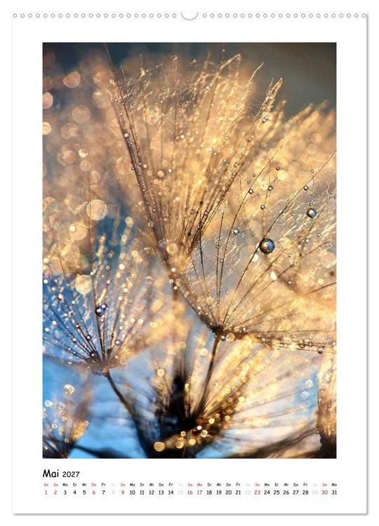 Produktbild: Die Pusteblume neu erleben (Wandkalender 2027 DIN A2 hoch), CALVENDO Monatskalender