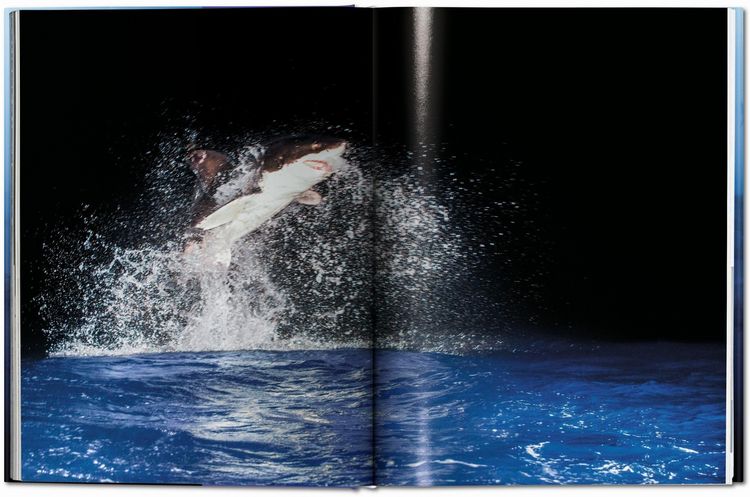 Produktbild: Michael Muller. Sharks