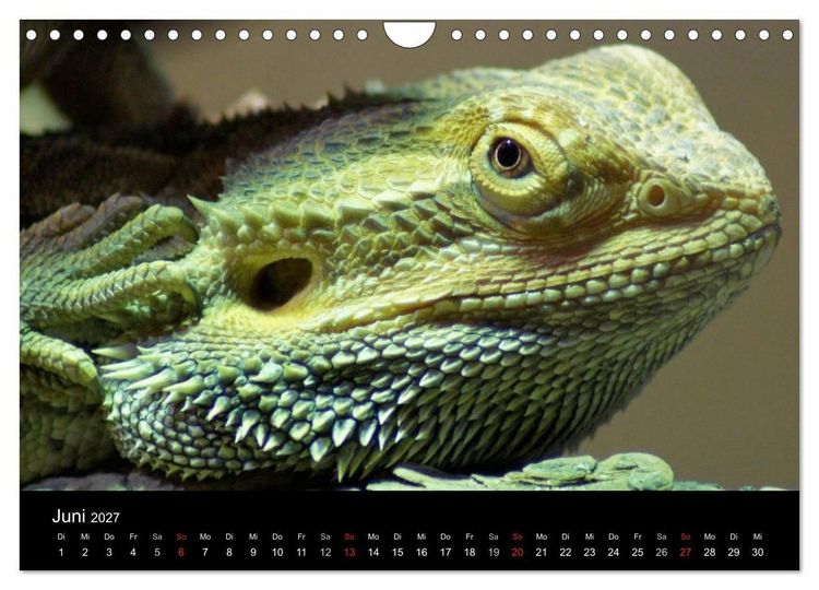 Produktbild: Die Welt der Haustiere (Wandkalender 2027 DIN A4 quer), CALVENDO Monatskalender
