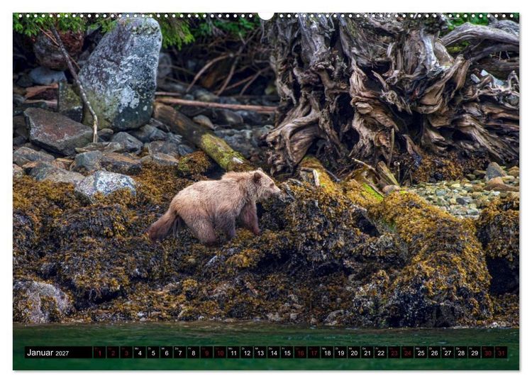 Produktbild: Grizzlys und Geisterb&auml;ren - Glendale Cove, Kanada (hochwertiger Premium Wandkalender 2027 DIN A2 quer), Kunstdruck in Hochglanz