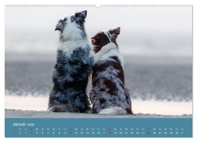 Produktbild: Mit Aussies unterwegs - Die bunte Welt der Australian Shepherds (hochwertiger Premium Wandkalender 2026 DIN A2 quer), Kunstdruck in Hochglanz