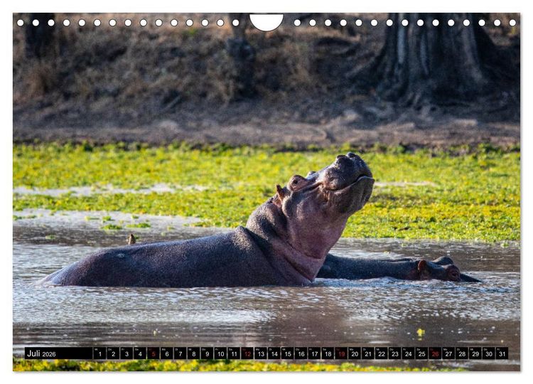 Produktbild: Sambia "Das wirkliche Afrika" (Wandkalender 2026 DIN A4 quer), CALVENDO Monatskalender