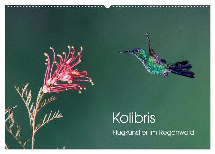 Produktbild: Kolibris - Flugk&uuml;nstler im Regenwald (Wandkalender 2026 DIN A2 quer), CALVENDO Monatskalender