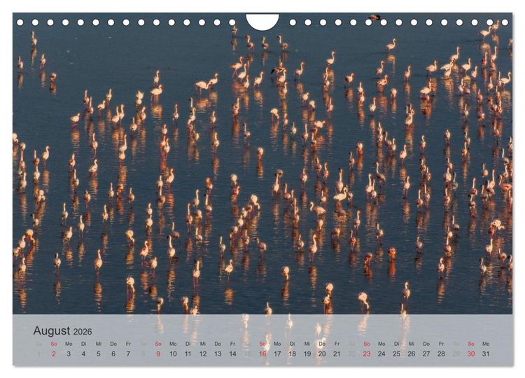 Produktbild: Flamingo Impressionen 2026 (Wandkalender 2026 DIN A4 quer), CALVENDO Monatskalender