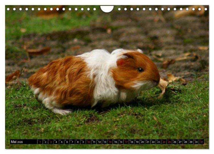 Produktbild: Kuschelige Meerschweinchen (Wandkalender 2026 DIN A4 quer), CALVENDO Monatskalender