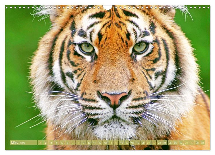 Produktbild: Tiger: Gestreifte J&auml;ger (Wandkalender 2026 DIN A3 quer), CALVENDO Monatskalender