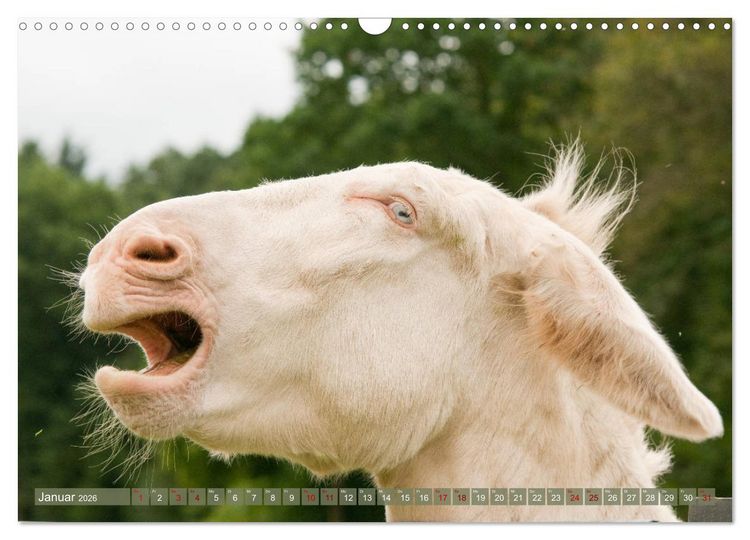 Produktbild: Wei&szlig;e Esel - M&auml;rchenhafte Langohren (Wandkalender 2026 DIN A3 quer), CALVENDO Monatskalender
