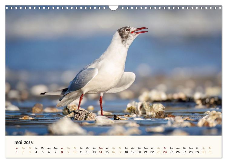 Produktbild: Chuchotements d'ailes - Une ann&eacute;e dans l'intimit&eacute; des oiseaux (Calendrier mural 2026 DIN A3 vertical), CALVENDO calendrier mensuel