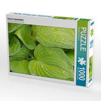 Produktbild: CALVENDO Puzzle Gr&uuml;ne Funkienbl&auml;tter | 1000 Teile Lege-Gr&ouml;&szlig;e 64x48cm Foto-Puzzle f&uuml;r gl&uuml;ckliche Stunden