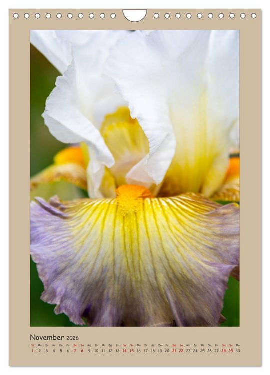 Produktbild: Zauberhafte Iris (Wandkalender 2026 DIN A4 hoch), CALVENDO Monatskalender