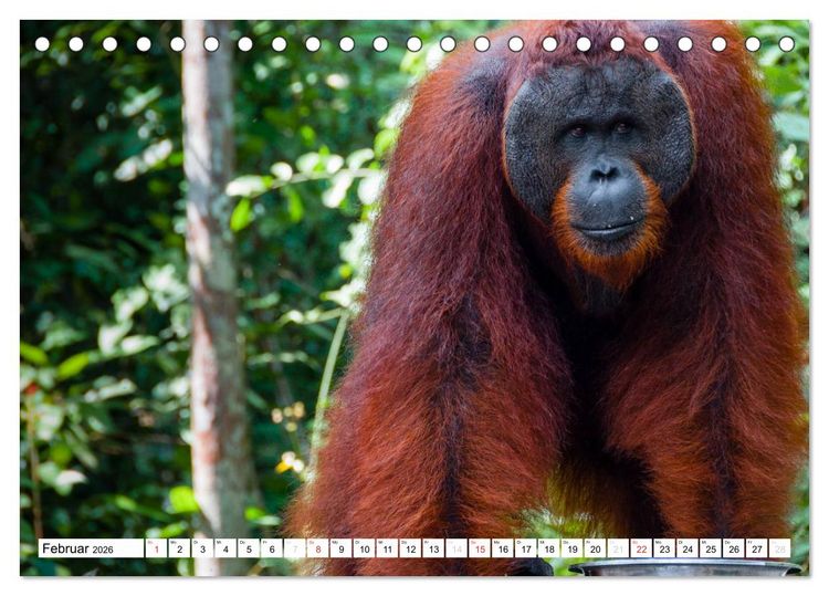 Produktbild: Orang Utans von Borneo Tierkalender 2026 (Tischkalender 2026 DIN A5 quer), CALVENDO Monatskalender