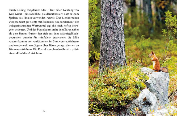 Produktbild: Das kleine Buch: Der Laubbaum