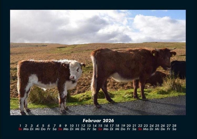 Produktbild: Kuhkalender 2026 Fotokalender DIN A4