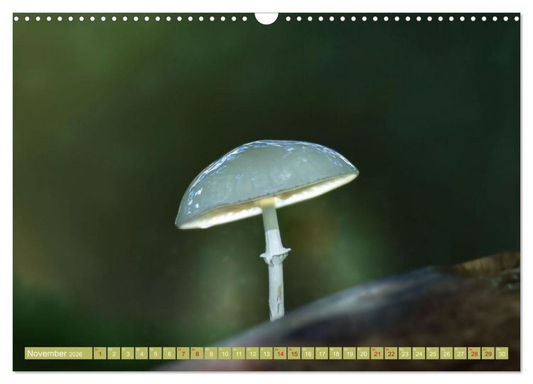 Produktbild: Wundersame Pilzwelten (Wandkalender 2026 DIN A3 quer), CALVENDO Monatskalender