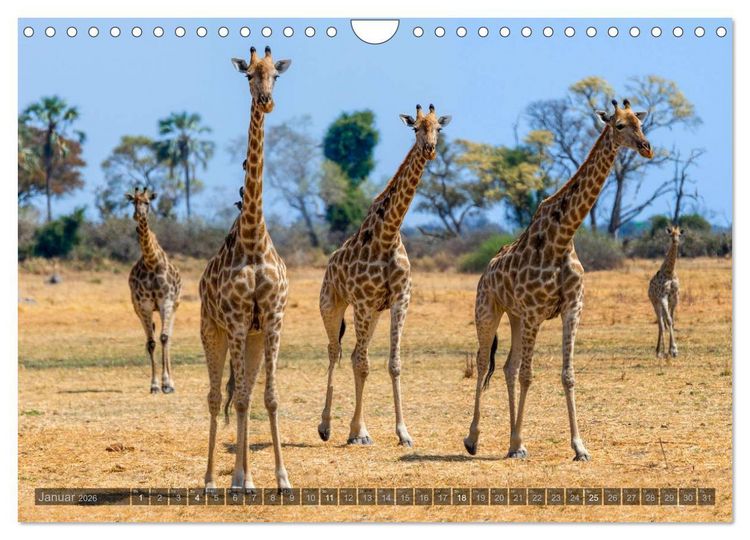 Produktbild: Botswana &ndash; Landschaft und Tierwelt (Wandkalender 2026 DIN A4 quer), CALVENDO Monatskalender