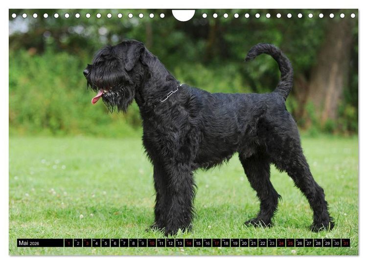 Produktbild: Treuer Freund Riesenschnauzer (Wandkalender 2026 DIN A4 quer), CALVENDO Monatskalender