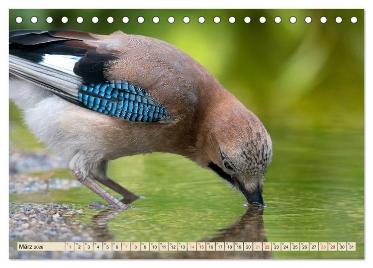 Produktbild: Unsere Vogelvielfalt: Ein Schatz zum Entdecken und Sch&uuml;tzen (Tischkalender 2026 DIN A5 quer), CALVENDO Monatskalender