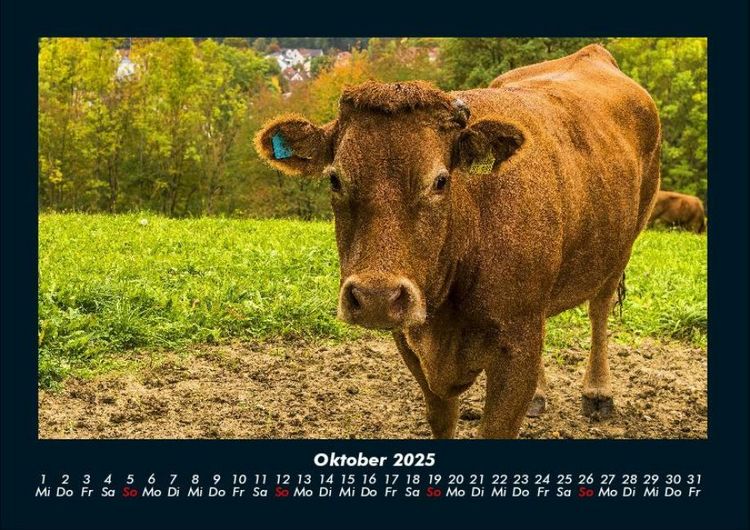 Produktbild: Welt der Tiere 2025 Fotokalender DIN A4