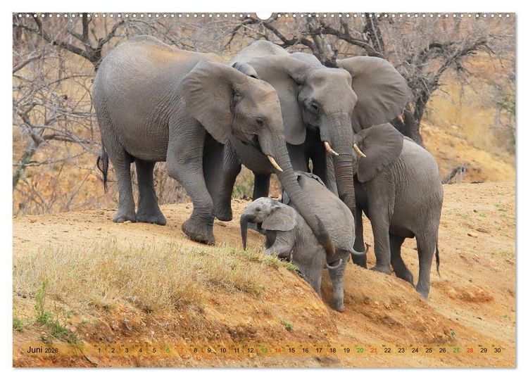 Produktbild: Elefanten in Afrika (hochwertiger Premium Wandkalender 2026 DIN A2 quer), Kunstdruck in Hochglanz