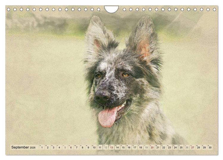 Produktbild: Altdeutsche H&uuml;tehunde 2026 (Wandkalender 2026 DIN A4 quer), CALVENDO Monatskalender