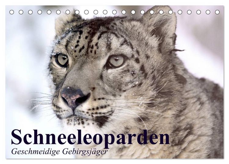 Produktbild: Schneeleoparden. Geschmeidige Gebirgsj&auml;ger (Tischkalender 2026 DIN A5 quer), CALVENDO Monatskalender