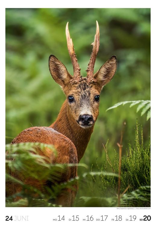 Produktbild: Natur Wochenkalender 2027