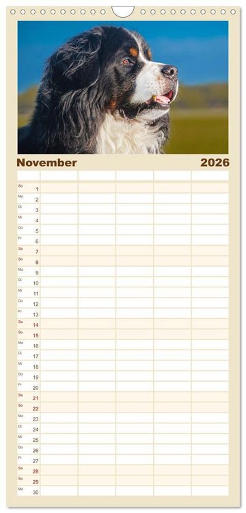 Produktbild: Familienplaner 2026 - Berner Sennenhund - Ein Freund auf vier Pfoten mit 5 Spalten (Wandkalender, 21 x 45 cm) CALVENDO